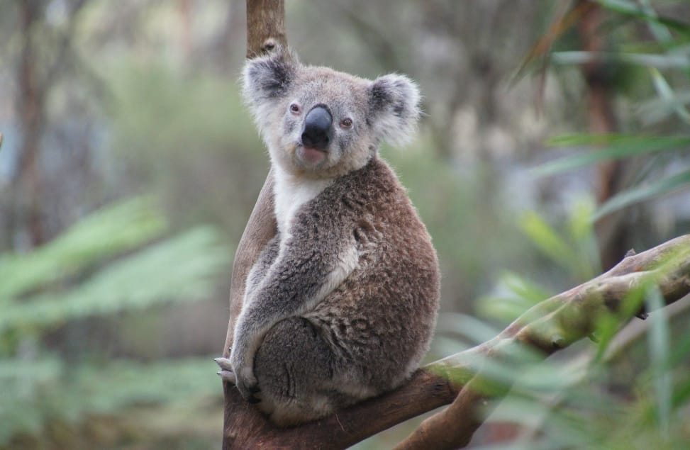 where can I see a koala